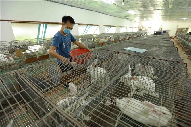 A rabbit farm in Phuong Dinh commune, Dan Phuong district of Hanoi. VNA Photo