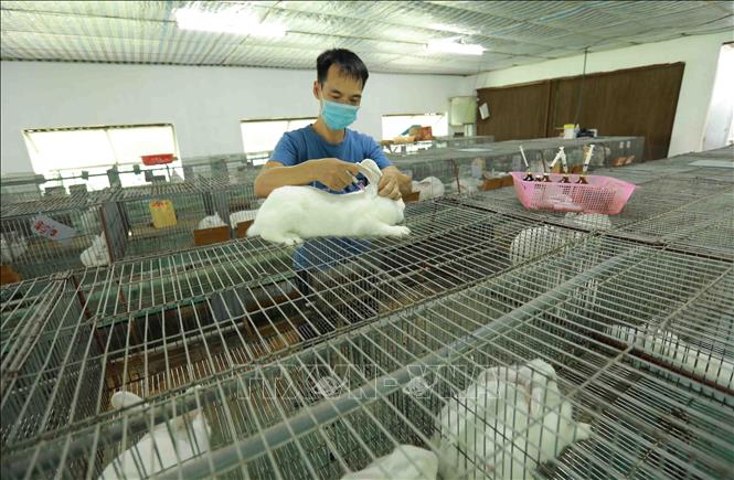A rabbit farm in Phuong Dinh commune, Dan Phuong district of Hanoi. VNA Photo