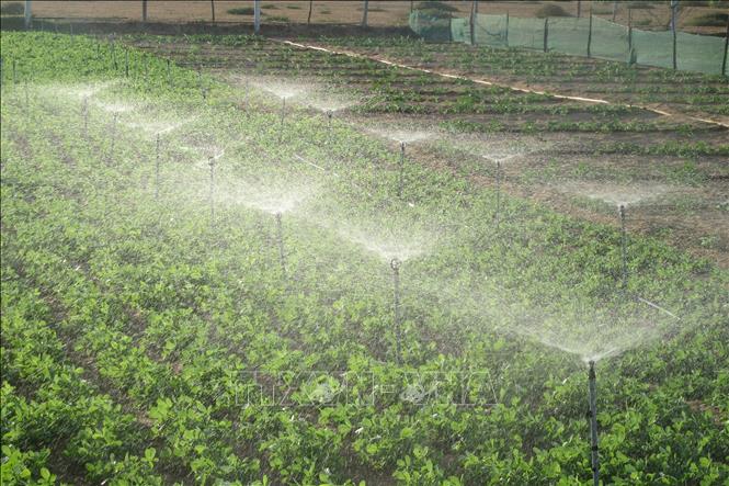 Nông dân xã Phước Dinh (Thuận Nam, Ninh Thuận) áp dụng hiệu quả mô hình tưới nước tiết kiệm cho vườn đậu phộng trong mùa khô 2020. Ảnh: Nguyễn Thành - TTXVN