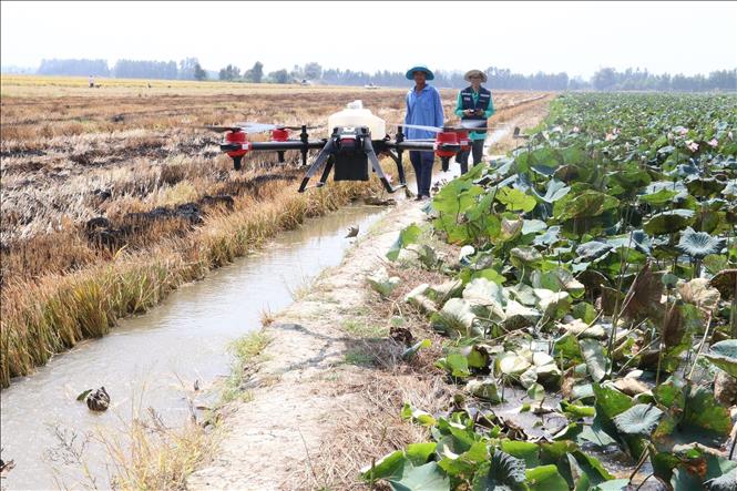 Nông dân xã Thanh Lợi (Tháp Mười, Đồng Tháp) sử dụng máy bay không người lái phun thuốc bảo vệ thực vật. Ảnh: Nguyễn Văn Trí - TTXVN