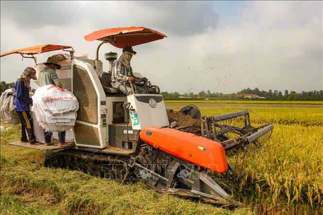Thu hoạch lúa bằng máy gặt đập liên hợp tại huyện Thới Lai, thành phố Cần Thơ giúp tăng năng suất lao động, rút ngắn thời gian làm việc cho người nông dân. Ảnh: Thanh Liêm - TTXVN