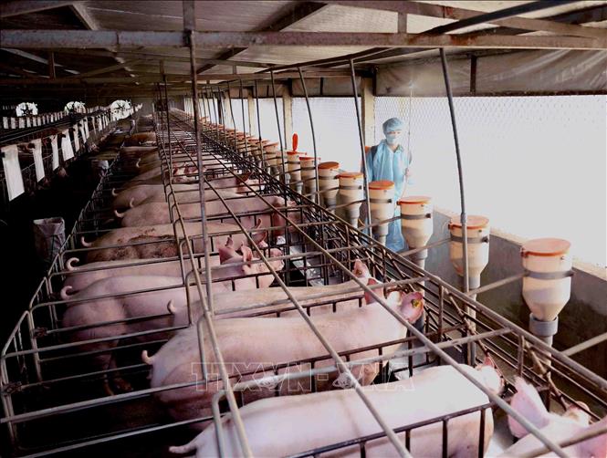 Trang trại chăn nuôi lợn của gia đình ông Nguyễn Văn Hiệu (xã Tiên Kiên, huyện Lâm Thao, Phú Thọ), là mô hình điểm của tỉnh về chuỗi liên kết từ khâu sản xuất thức ăn đến trang trại chăn nuôi lợn thịt theo quy trình khép kín, an toàn dịch bệnh, mang lại hiệu quả kinh tế cao. Ảnh: Vũ Sinh - TTXVN