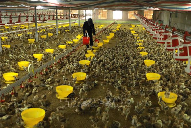 Mô hình chăn nuôi mang lại hiệu quả kinh tế cao của hộ nông dân Tạ Thị Lý, thôn Hạ Thái, xã Duyên Thái, huyện Thường Tín (Hà Nội) mỗi năm thu lãi hơn 500 triệu đồng từ nuôi gà theo mô hình an toàn dịch bệnh xa khu dân cư liên kết với doanh nghiệp. Ảnh: Vũ Sinh - TTXVN