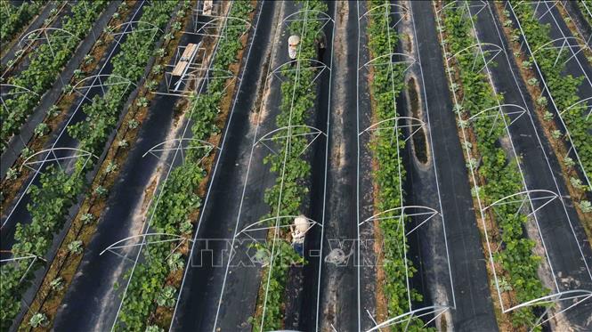 Mô hình trồng nho Hạ Đen ở xã Đan Phượng, huyện Đan Phượng được Trung tâm Khuyến nông Hà Nội hỗ trợ 50% cây giống và kỹ thuật canh tác, đến nay cây trồng đang phát tiển tốt. Ảnh: Vũ Sinh – TTXVN