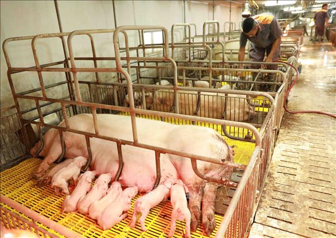 Trang trại chăn nuôi của hộ nông dân Chu Trọng Tiến, xã Hồng Vân, huyện Thường Tín với tổng đàn 120 con lợn nái đang cho sinh sản, mỗi năm cung cấp cho thị trường 2.500 con lợn giống đảm bảo chất lượng, phục vụ chăn nuôi tại địa phương. Ảnh: Vũ Sinh - TTXVN