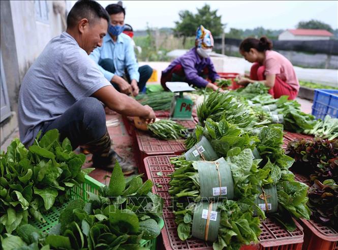 Các sản phẩm của Hợp tác xã rau hữu cơ Thanh Xuân (xã Thanh Xuân, huyện Sóc Sơn, Hà Nội) được gắn mã QR truy xuất nguồn gốc sản phẩm, cung cấp cho hệ thống các cửa hàng thực phẩm sạch trên địa bàn. Ảnh: Vũ Sinh - TTXVN