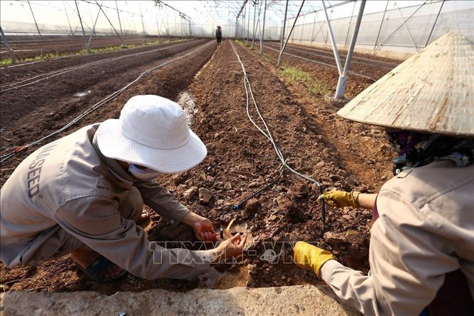 Nhân viên chuẩn bị hệ thống nước tưới cho cây giống tại khu nhà màng của mô hình nông nghiệp công nghệ cao tại Hà Nam Hightech. Ảnh: Minh Quyết – TTXVN
