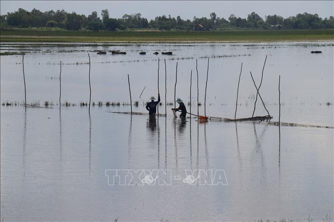 Trong ảnh: Đặt dớn bắt cá đồng mùa lũ ở huyện biên giới Tân Hồng. Ảnh: Nguyễn Văn Trí - TTXVN