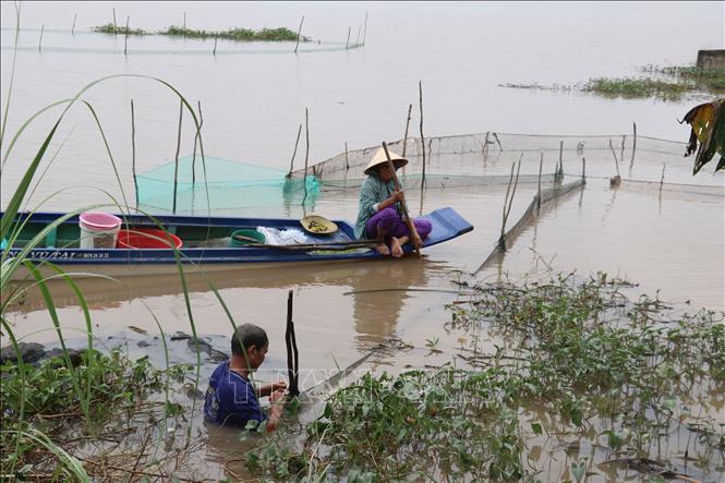 Trong ảnh: Đặt dớn mùa lũ ở xã Tân Phú, huyện Thanh Bình. Ảnh: Nguyễn Văn Trí - TTXVN