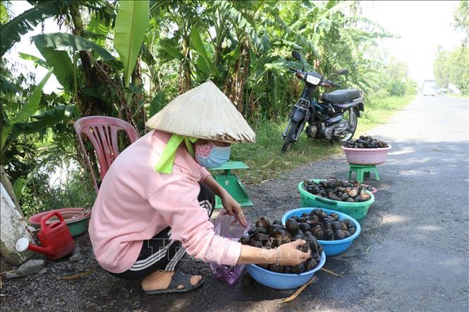 Trong ảnh: Ốc đồng sản vật mùa lũ ở huyện Tam Nông. Ảnh: Nguyễn Văn Trí - TTXVN