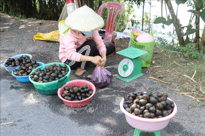 Trong ảnh: Ốc đồng sản vật mùa lũ ở huyện Tam Nông. Ảnh: Nguyễn Văn Trí - TTXVN