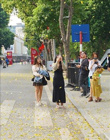Autumn time brings golden leaves along with cool weather. VNA Photo: Khánh Hòa 