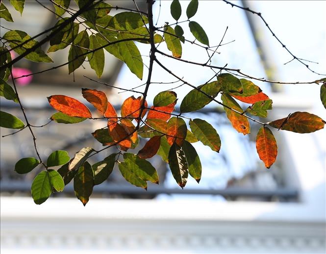 Leaves change colour from green to golden and red, signalling the start of Hanoi’s autumn. VNA Photo: Hoàng Hiếu
