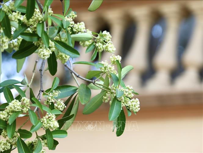 Milkwood flowers only bloom in the cool weather of Hanoi's autumn with their unique fragrance that has become Hanoi's scent of autumn. VNA Photo: Hoàng Hiếu