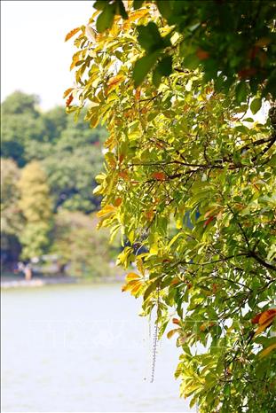 A Loc Vung tree (also known as freshwater mangrove) changes its colour when autumn comes. VNA Photo: Hoàng Hiếu