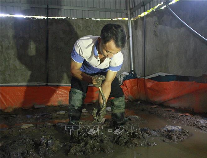 Trong ảnh: Anh Phạm Văn Tài kiểm tra khu vực nuôi lươn sinh sản. Ảnh: Thùy Dung - TTXVN