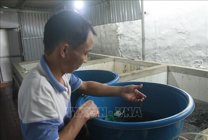 Trong ảnh: Anh Phạm Văn Tài kiểm tra lươn giống. Ảnh: Thùy Dung - TTXVN