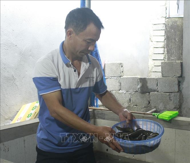Trong ảnh: Mô hình nuôi lươn không bùn đem lại hiệu quả kinh tế cao cho gia đình anh Phạm Văn Tài. Ảnh: Thùy Dung - TTXVN