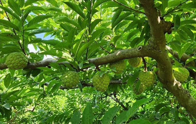Custard apples grown at Co Noi commune, Mai Son District. VNA Photo: Nguyễn Cường 