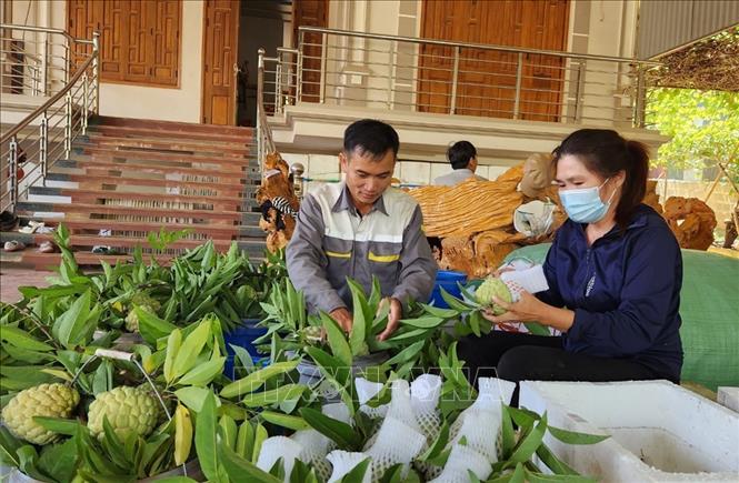 Farmers in Co Noi commune, Mai Son District wrap custard apples for transportation. VNA Photo: Nguyễn Cường 