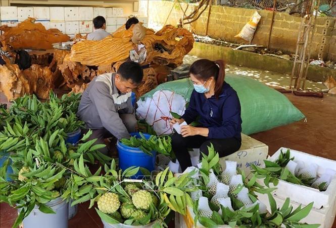 Farmers in Co Noi commune, Mai Son District wrap custard apples for transportation. VNA Photo: Nguyễn Cường 