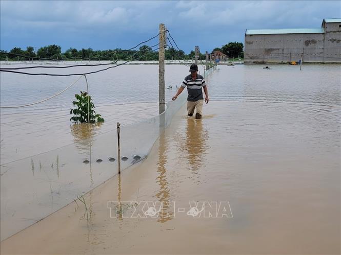 Ao nuôi trồng thủy sản của gia đình ông Nguyễn Đăng Nhân, ấp ông Tô, xã Phước Thuận, huyện Xuyên Mộc bị tràn bờ, tôm, cá chuẩn bị và đang đến kỳ thu hoạch bị ảnh hưởng nặng nề. Ảnh: Hoàng Nhị - TTXVN./.