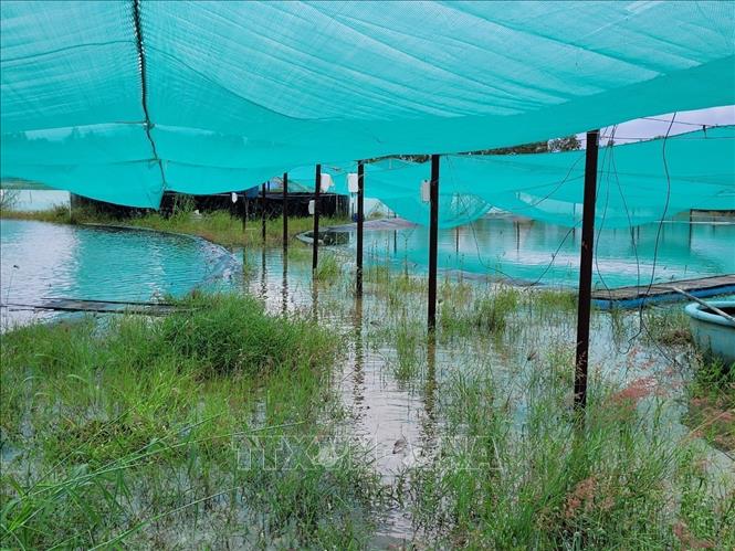 Ao nuôi trồng thủy sản của gia đình ông Nguyễn Đăng Nhân, ấp ông Tô, xã Phước Thuận, huyện Xuyên Mộc bị tràn bờ, tôm, cá chuẩn bị và đang đến kỳ thu hoạch bị ảnh hưởng nặng nề. Ảnh: Hoàng Nhị - TTXVN./.
