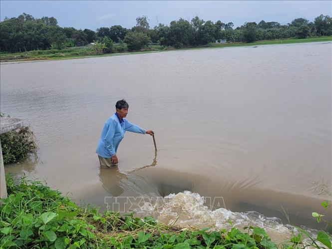 Cơn mưa lớn nhiều ngày qua khiến ruộng lúa của gia đình ông Lê Văn Giai, ấp Phước Sơn, xã Phước Long Thọ, huyện Đất Đỏ chìm sâu trong nước, gây thiệt hại lớn cho gia đình ông. Ảnh: Hoàng Nhị - TTXVN./.