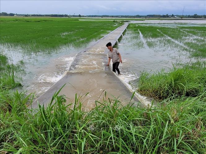 Mưa lớn gây khiến kênh mương nội đồng tại ấp Phước Sơn, xã Phước Long Thọ, huyện Đất Đỏ tràn vào ruộng lúa. Ảnh: Hoàng Nhị - TTXVN