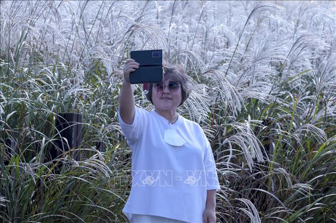 Trong ảnh: Du khách chụp ảnh với cánh đồng cỏ lau ở Sangumburi trên đảo Jeju (Hàn Quốc). Ảnh: Anh Nguyên - PV TTXVN tại Hàn Quốc