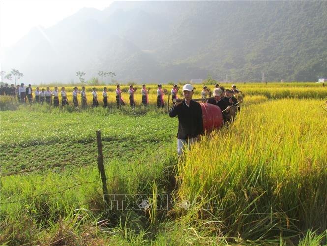 Local people perform a ritual to process the rice’s soul to express respect to God of agriculture. VNA Photo: Đinh Thùy