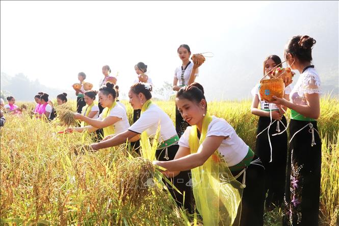 Selecting plump rice ears for the ritual to worship the rice’s soul to express respect to God of agriculture. VNA Photo: Đinh Thùy