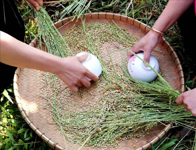 Plucking rice to make green rice at the festival. VNA Photo: Đinh Thùy