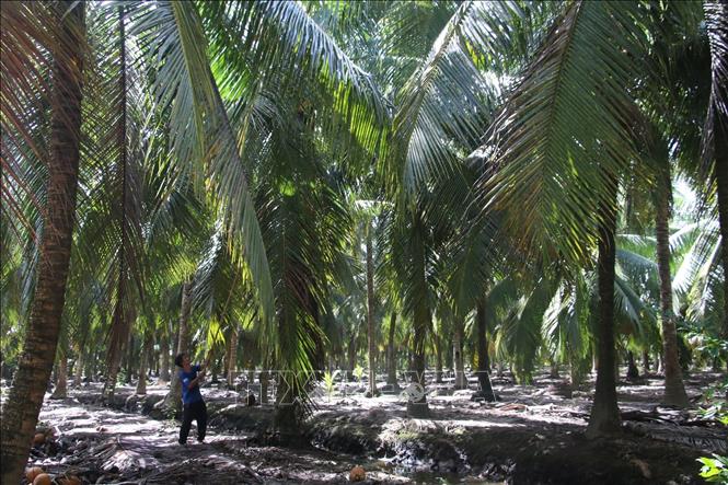 Ben Tre expands organic coconut farming - VNA Photos - Vietnam News ...