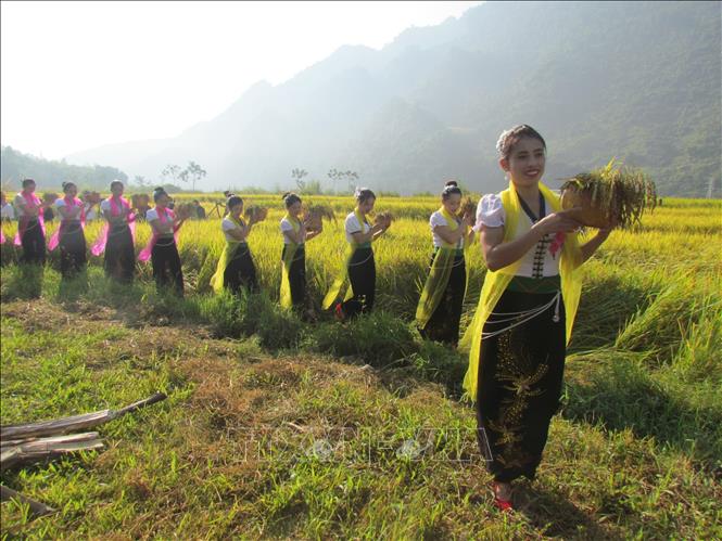 Selecting plump rice ears for the ritual to worship the rice’s soul to express respect to God of agriculture. VNA Photo: Đinh Thùy