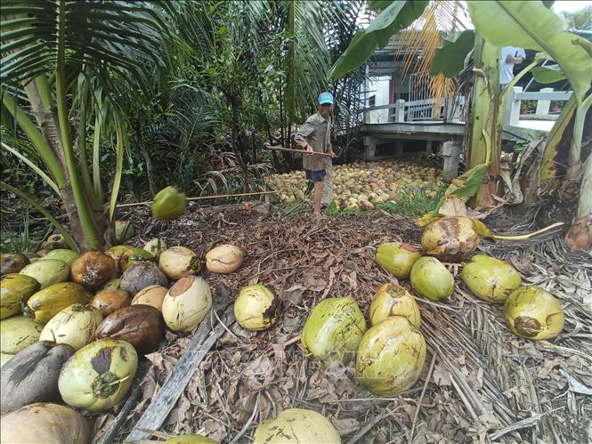 Harvesting coconuts in Thơi Thanh commune, Thanh Phu district. VNA Photo: Công Trí