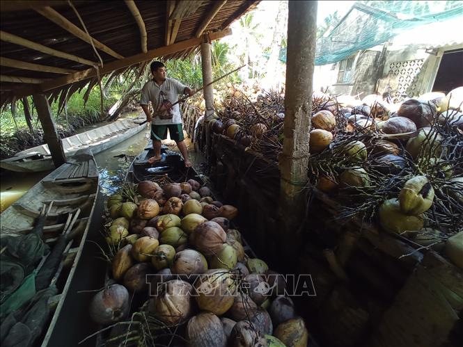 Harvesting coconuts in Thơi Thanh commune, Thanh Phu district. VNA Photo: Công Trí
