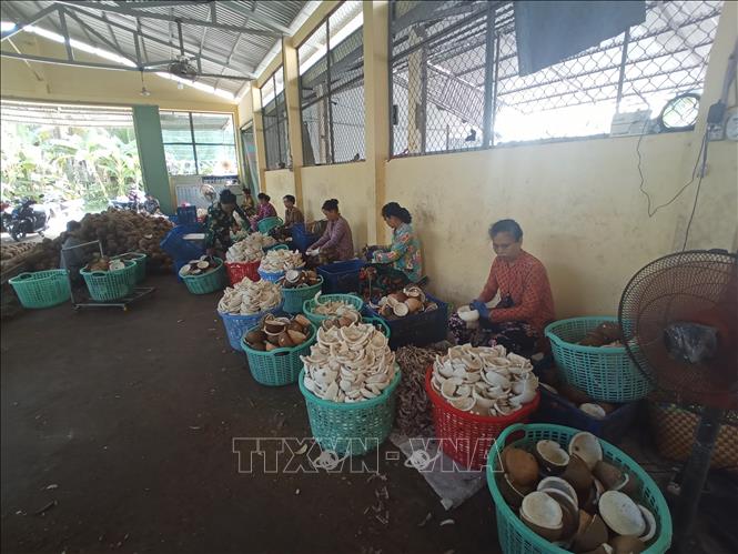Pre-processing coconuts in Thơi Thanh commune, Thanh Phu district. VNA Photo: Công Trí