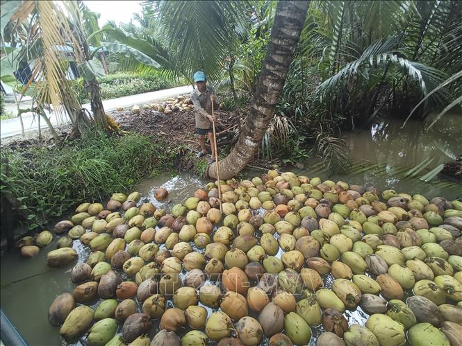 Harvesting coconuts in Thơi Thanh commune, Thanh Phu district. VNA Photo: Công Trí