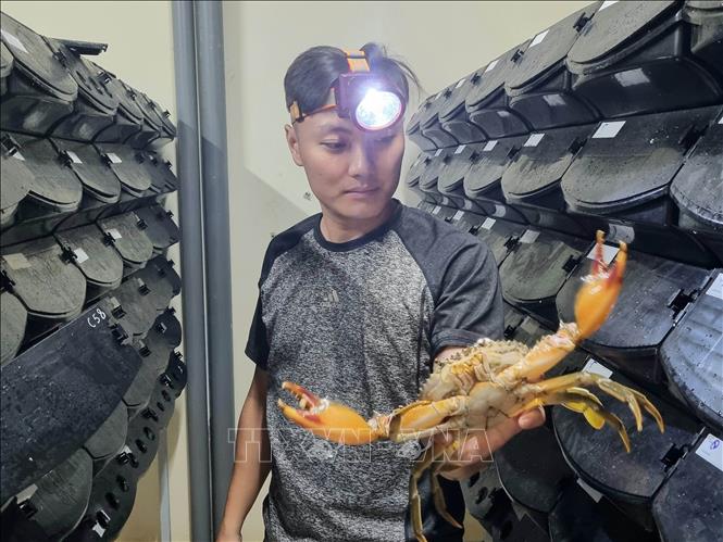 Cua thành phẩm xuất bán sẽ có cân nặng khoảng 4con/kg. Ảnh: Hải Yến-TTXVN