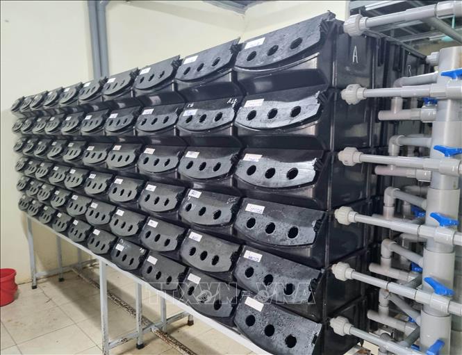 Mỗi con cua sẽ được nuôi trong 1 hộp nhựa để tránh ăn thịt lẫn nhau và tránh nhiễm bệnh chéo. Ảnh: Hải Yến-TTXVN