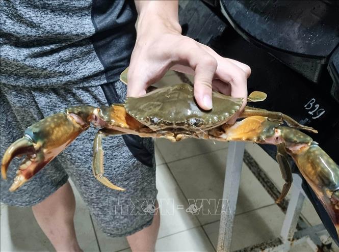 Ông chủ xưởng nuôi 2000 cua biển tronghộp nhựa giữa thủ đô Từng có ngày  phải ăn tới 30 con cua chết giờ tự tin phủ sóng toàn thị trường