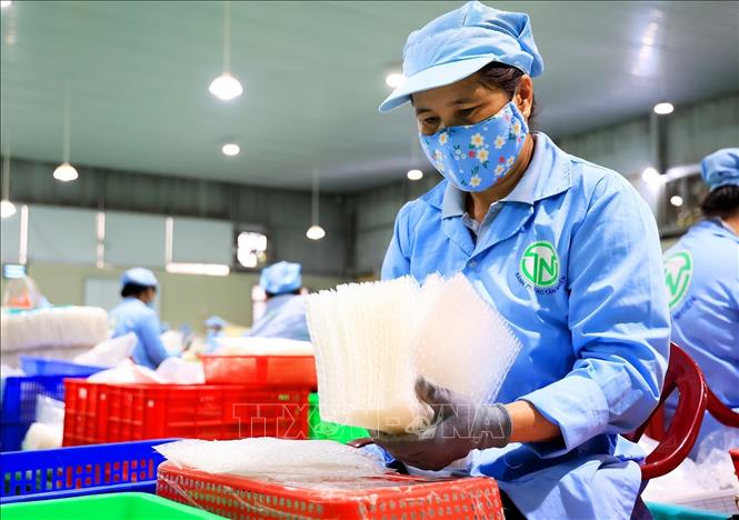 Công nhân làm việc trong xưởng sản xuất bánh tráng của  Công ty TNHH Tân Nhiên. Ảnh: Hồng Đạt - TTXVN
