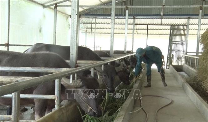 Trong ảnh: Mô hình nuôi trâu vỗ béo để bán của gia đình anh Nguyễn Văn Long ở bản Tiên Bình, thị trấn Tam Đường (Tam Đường, Lai Châu) cho thu nhập từ 200 đến 300 triệu đồng/năm. Ảnh: Nguyễn Oanh -  TTXVN