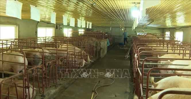 Trong ảnh: Mô hình nuôi lợn tại huyện Tam Đường, tỉnh Lai Châu. Ảnh: Nguyễn Oanh - TTXVN