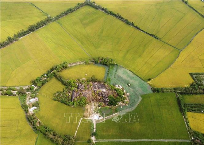 Loc Troi Group’s area to grow rice to export to the UE in the southern province of An Giang. VNA Photo