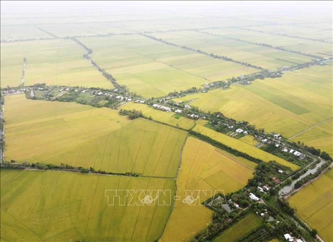 Loc Troi Group’s area to grow rice to export to the UE in the southern province of An Giang. VNA Photo