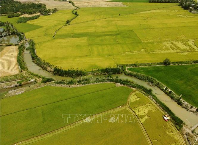 Loc Troi Group’s area to grow rice to export to the UE in the southern province of An Giang. VNA Photo