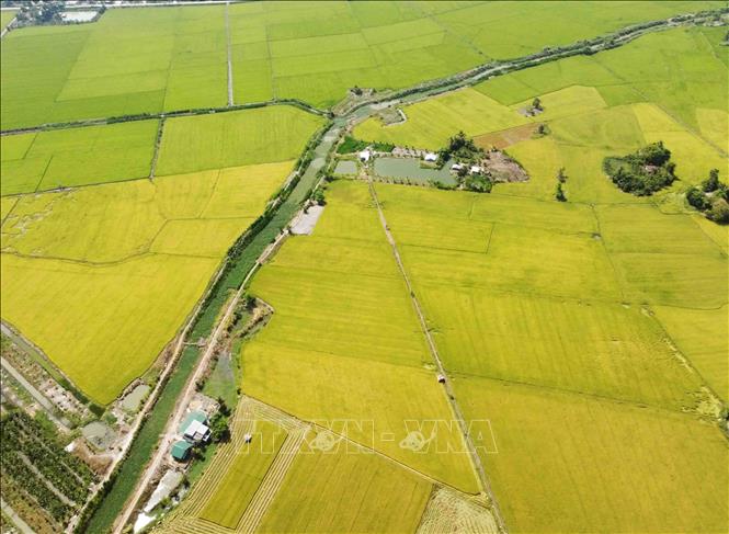Loc Troi Group’s area to grow rice to export to the UE in the southern province of An Giang. VNA Photo