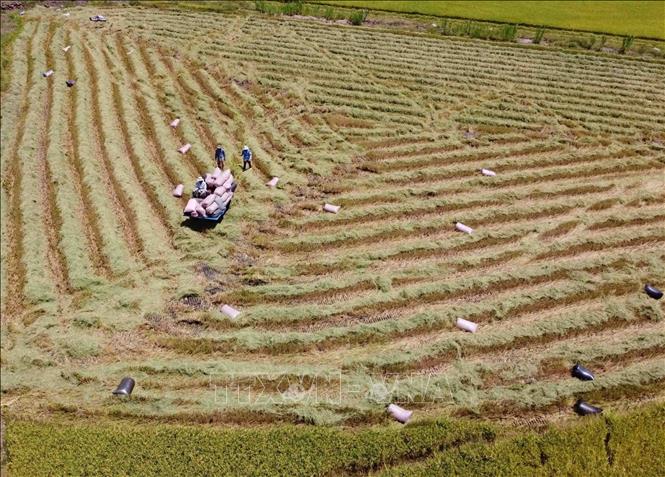 Loc Troi Group’s area to grow rice to export to the UE in the southern province of An Giang. VNA Photo